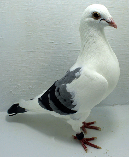 Band: AU 20099 AA 2025